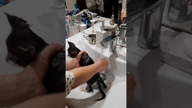 Как правильно помыть кота. Все о купании смотреть онлайн