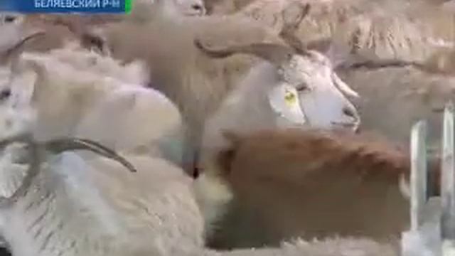 Большая ческа 28-02-13 смотреть онлайн