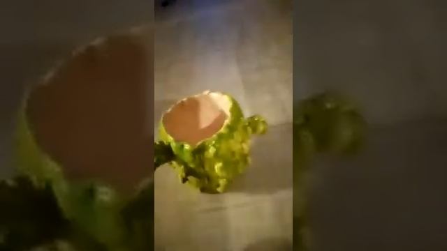 Горшок для кактуса своими руками смотреть онлайн