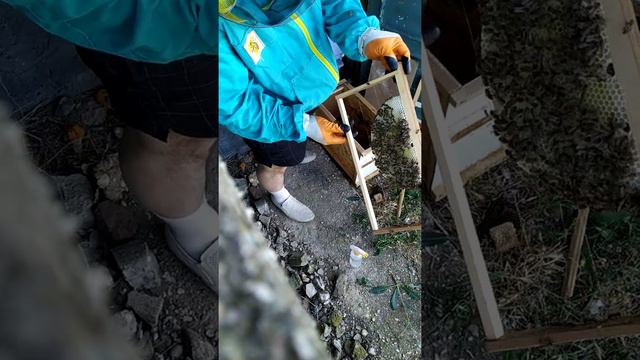 Мой первый рой пойманный в Крыму. смотреть онлайн