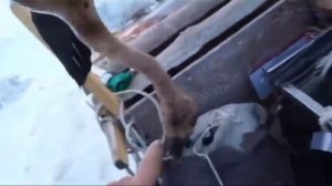 Охотник в Якутии радуется первому добытому гусю. Показывает места попадания дробин. #якутия #охота