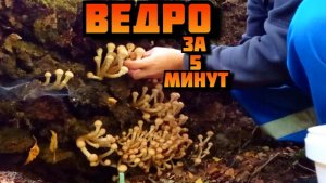 Ведро опят за 5 минут