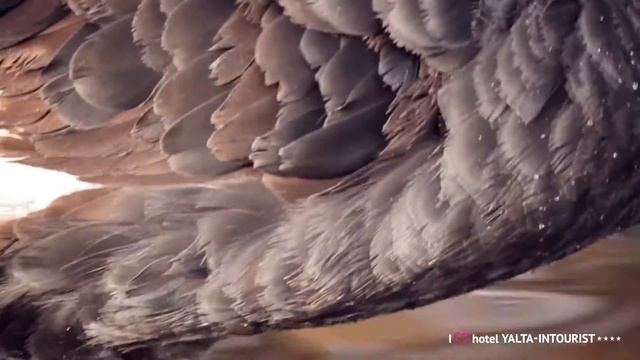 На озере отеля «Ялта-Интурист» появилась еще одна лебединая пара! смотреть онлайн