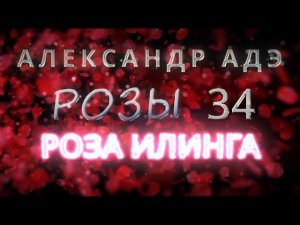 Александр Адэ "Роза Илинга" (Розы 34)