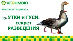Гуси и утки. Секреты разведения