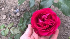 Роза Кинг Артур ( Rose King Arthur) английская роза.