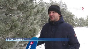 Сбор шишек