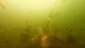 Реакция рыбы на  технопланктон