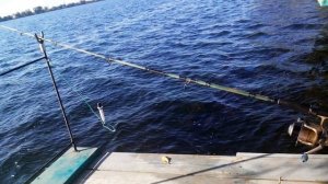 Простой сигнализатор поклевки против свингера. Мои впечатления.