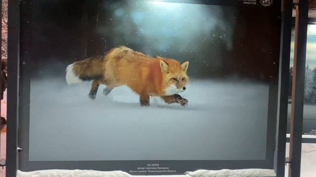 Москва. Фотовыставка в парке Северное Тушино. Палитра зимы. смотреть онлайн