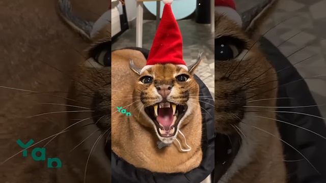 С новым годом смотреть онлайн