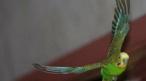 Покупка волнистого попугайчика