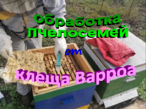 Обработка пчелосемей от клеща Варроа.