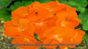 Виды герани — какая бывает, популярные сорта