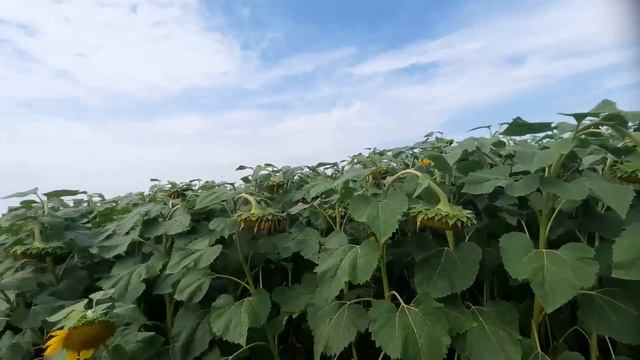 ФЕРМЕР не ниє,а працює 🔰 смотреть онлайн