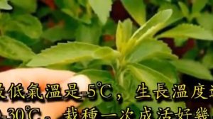 Stevia leaf tea good for health 甜菊叶