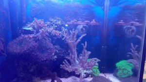 МА: риф востанавливается, кораллы оживают.