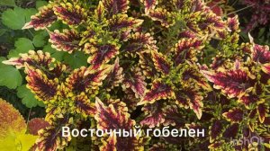 Огромная коллекция колеусов с названиями сортов