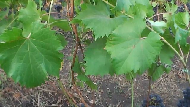 Сорт винограда Альминский! смотреть онлайн