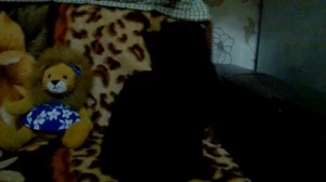 Красивая чёрная кошечка.