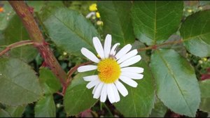 Последнее письмо. "Лейся песня"