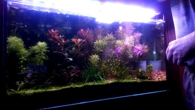 Аквариум 100 литров . Еженедельная рутина . смотреть онлайн