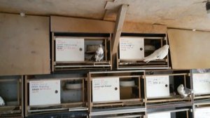 Вентиляция в голубятне, удаление пыли в птичнике при помощи естественной продувки. Олег Костяков.