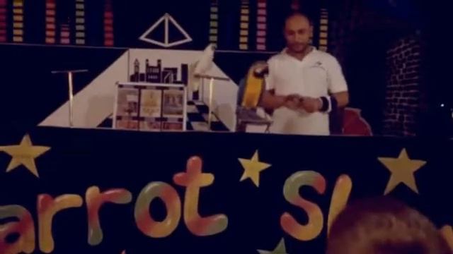 Кипр) шоу попугаев смотреть онлайн