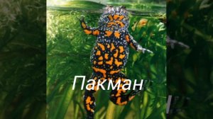 Виды домашних лягушек для новичков