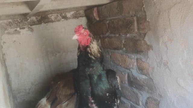 Top quality Java Aseel new entry | Mani Birds Point | 03219557942 смотреть онлайн