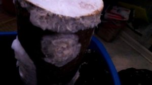 Зарастание пеньков мицелием вешенки ч. 3