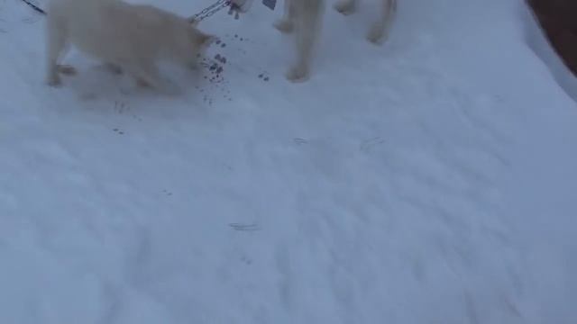 Выбор щенка лайки.