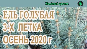 Ель голубая 3-х летка Сезон осень 2020 года (Обзор) питомник Хвойный дворик