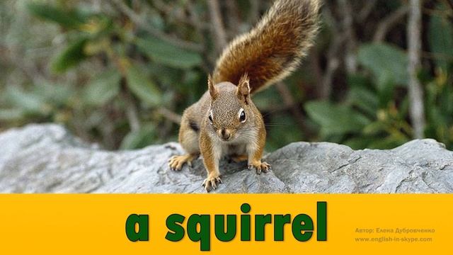 Английский для начинающих. Дикие животные на английском языке. Часть 1 смотреть онлайн