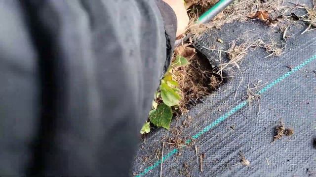 Підготовка кущів ожини до зими: обрізка, підв'язка, підживлення