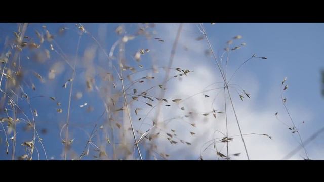 Оранжерея. Сегодня (25 сентября 2017)