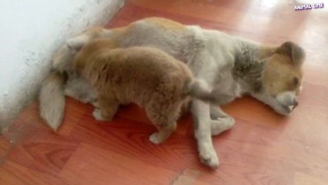 Удивительная история собаки, оставшейся БЕЗ задних ЛАП, и ее щенят... смотреть онлайн