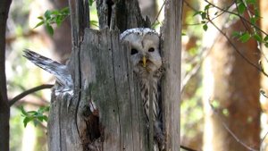 СОВЕНОК Гнездо совы, Неясыть Длиннохвостая