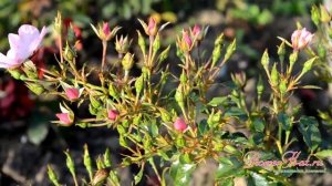 Роза флорибунда Fortuna