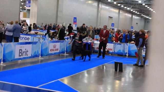 Евразия 2019- Кубок РКФ. Ксолоитцкуинтли в шерсти