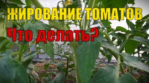 Признаки "Жирования" томатов. Что делать? А то без урожая останемся!!