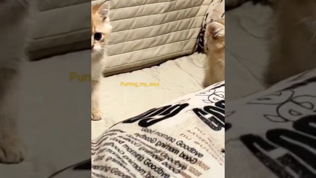 В игре 💛 Золотой котенок, 2.5 мес, кошечка в продаже (папа ny12)