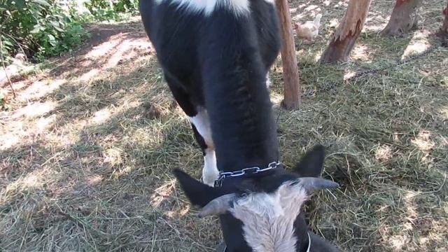 Очередной контрольный замер телёнка.