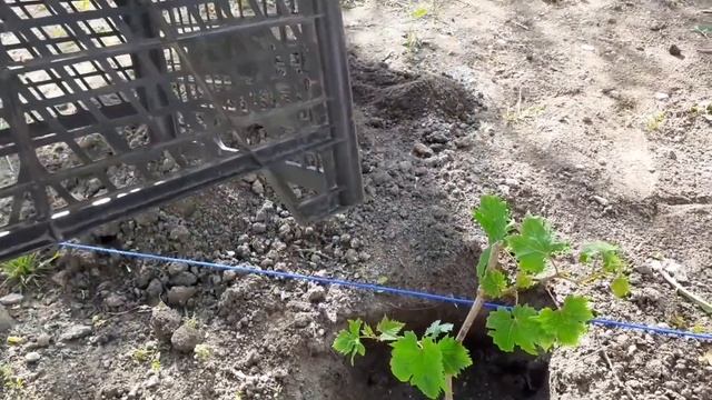 Посадка рассады укорененных черенков винограда в грунт весной