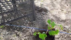 Посадка рассады укорененных черенков винограда в грунт весной