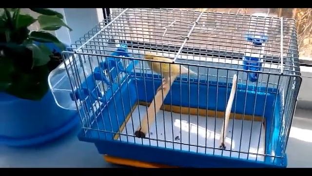 Live Singing Canaries - Пение кенара