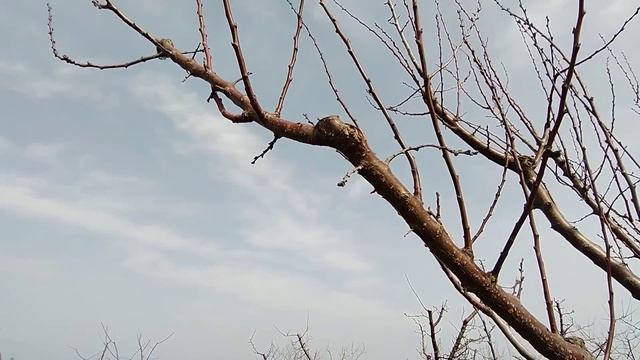 Как заставить абрикос плодоносить. Обрезка и формировка.