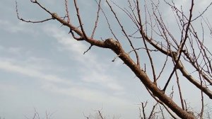 Как заставить абрикос плодоносить. Обрезка и формировка.