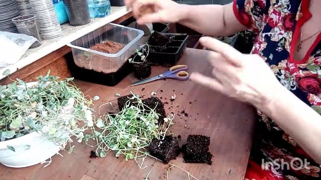 Размножение ДИХОНДРЫ серебристый водопад смотреть онлайн