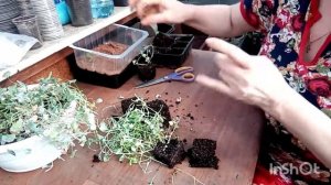 Размножение ДИХОНДРЫ серебристый водопад